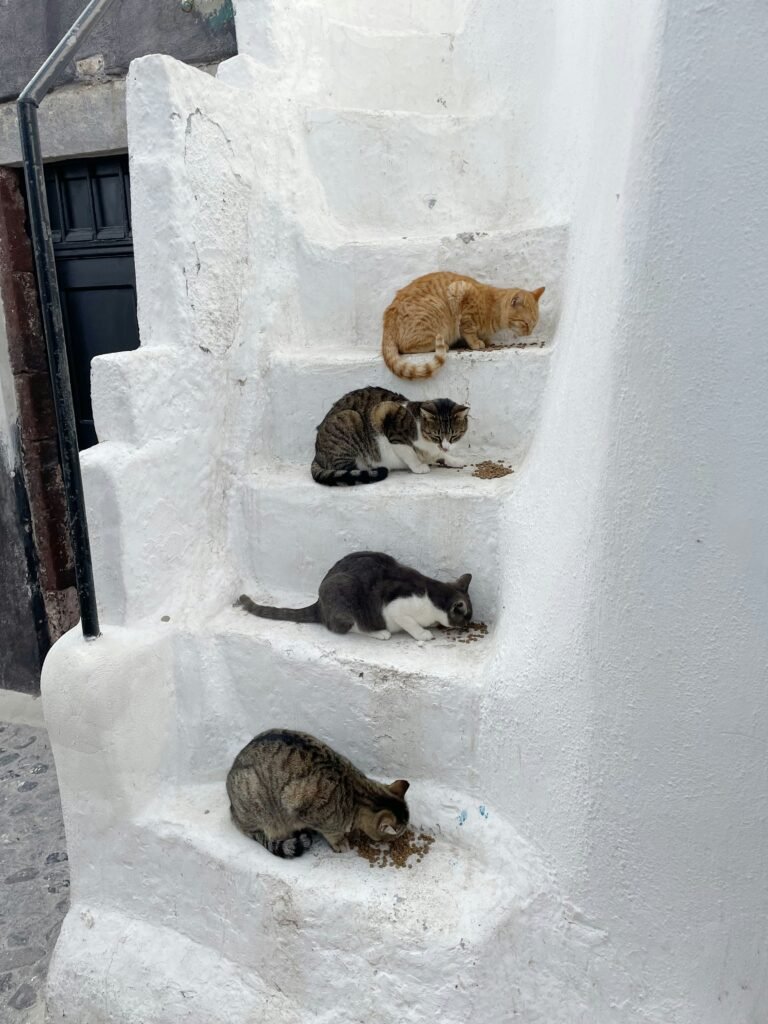 You will see cats everrywhere when visiting Greece